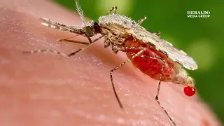Virus Oropuche incrementa en gran medida sus casos en América Latina