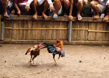 Galleros del país anuncian marcha nacional para el próximo 8 de octubre