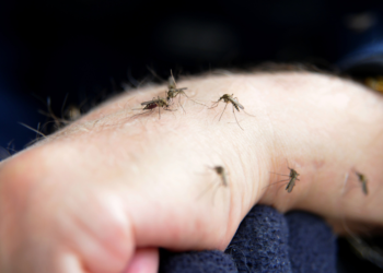 Dengue enciende las alertas en el Atlántico: reportan más de 6.200 casos y dos muertes infantiles bajo investigación