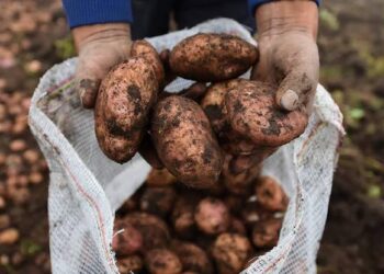 McCain presenta en Barranquilla Papa Alto Desempeño, una apuesta por la producción colombiana